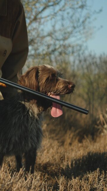 La Brisa - near Rio Grande City. Where quail hunting still hits the way it’s supposed to. It's South Texas done right. Fast birds, clean shots, and a ranch that just feels different.

Listing Details | republicranches.com/properties/texas/south-texas/la-brisa/

#SouthTexasHunting #QuailHunt #RepublicRanches #TexasLand #WingShooting #RanchLife
